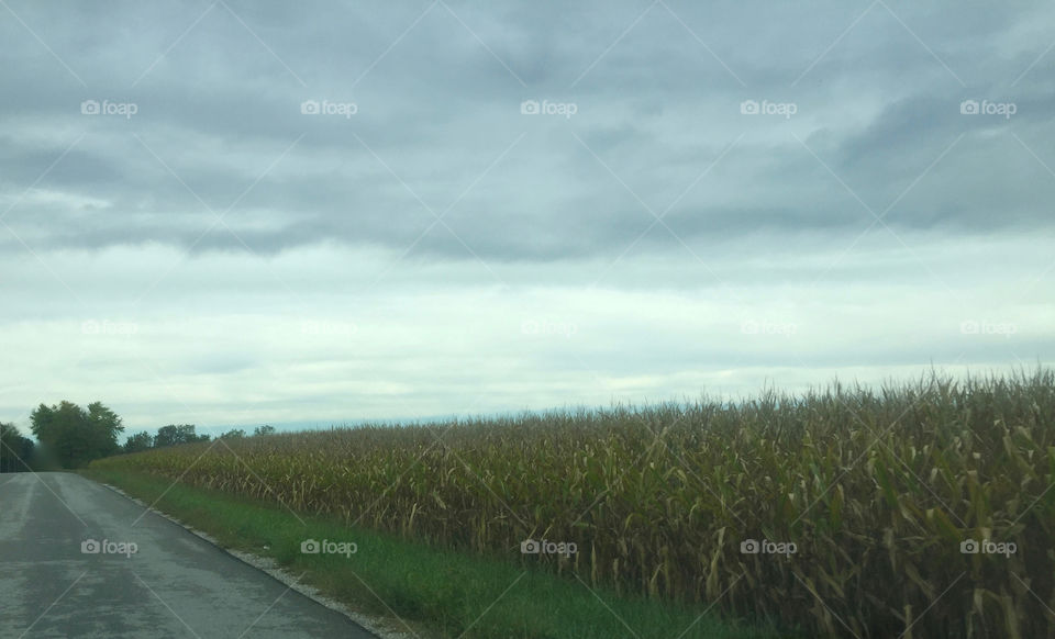 Corn Field