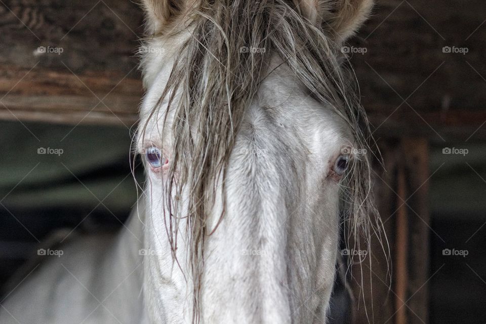 If horses could talk