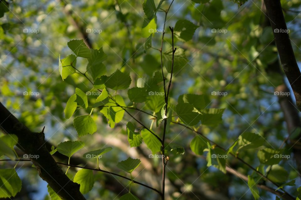 Leaves 