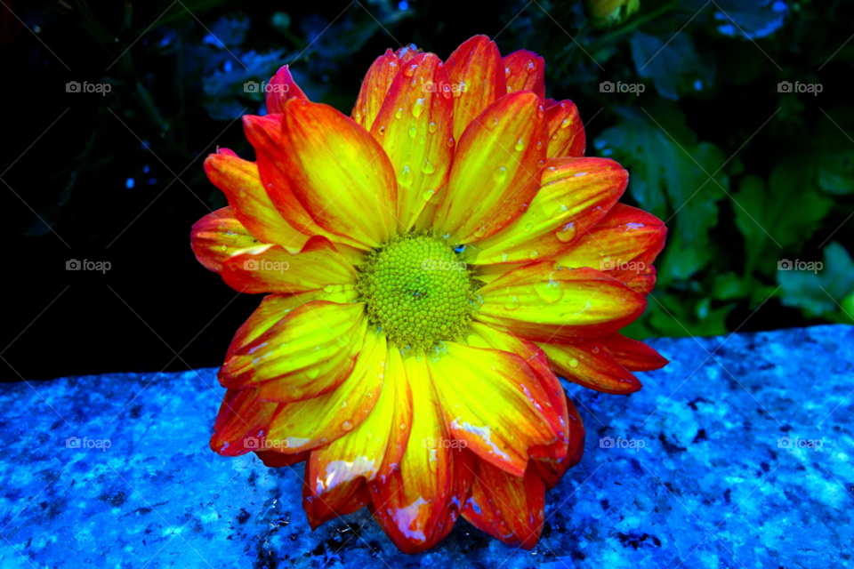 yellow flower red colorful by delvec