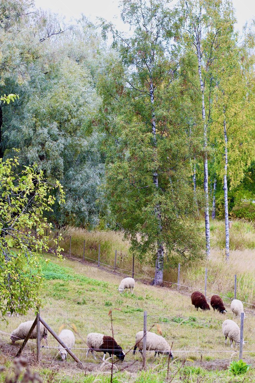 Piece of countryside in middel of Vantaa city in Finland
