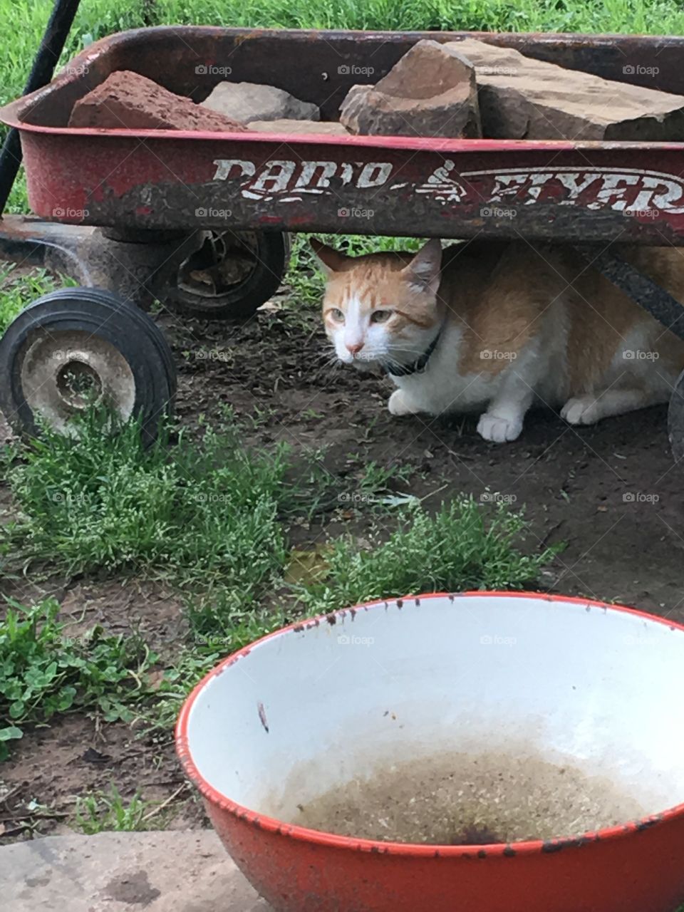 Look at that bird! I want me some birdies yum yum tasty little birdie. Taste like chicken.