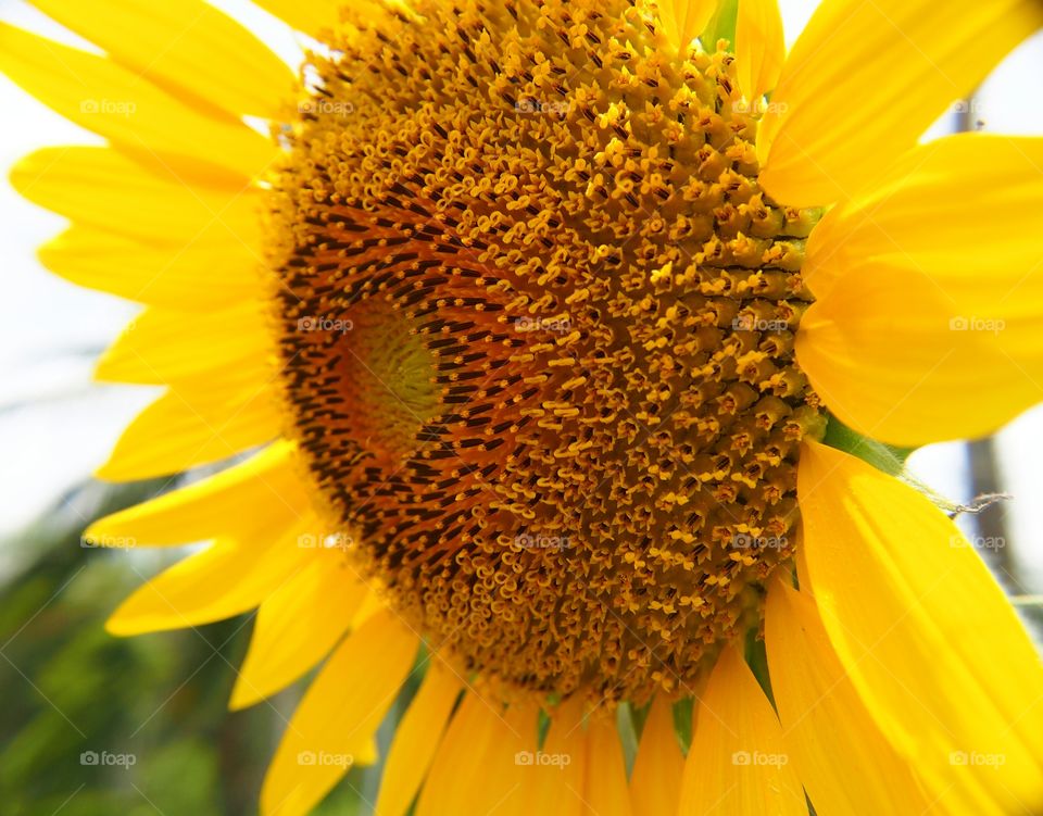 Close up of sunflower