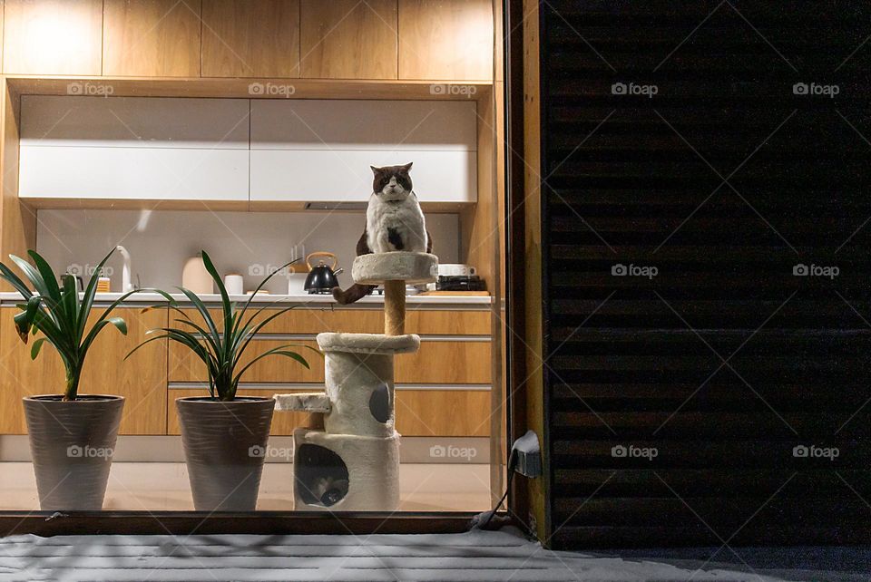 Big cat is looking out the kitchen window