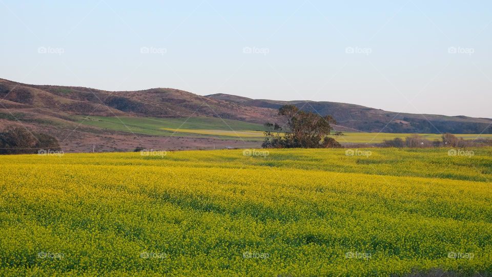 Wild mustard takes over fallow farmlands.