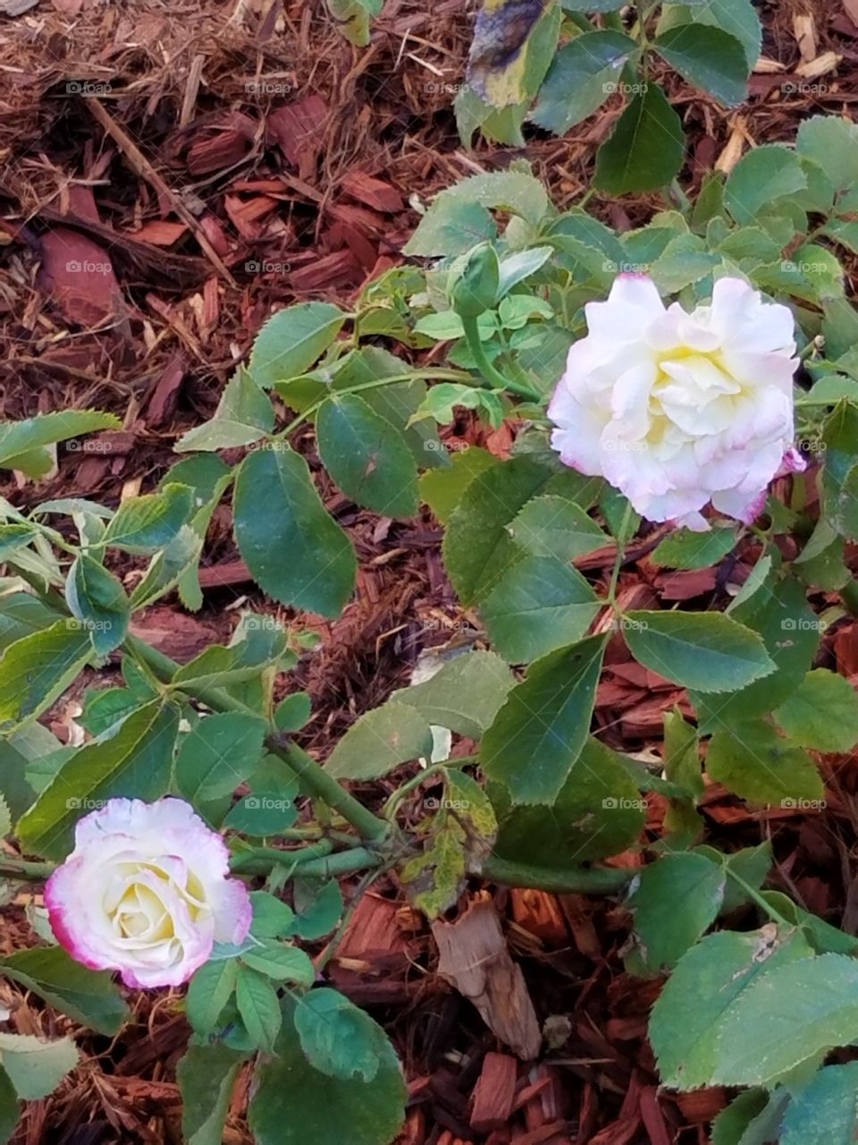 Freshly planted rose bush