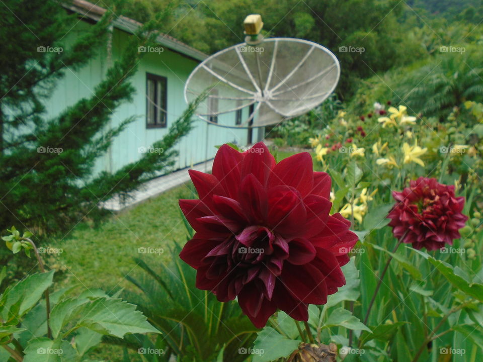 zahrat hamra' , hadiqat , dihalia hamra' , 'awraq.