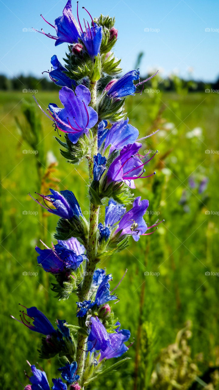 Violet flower in field