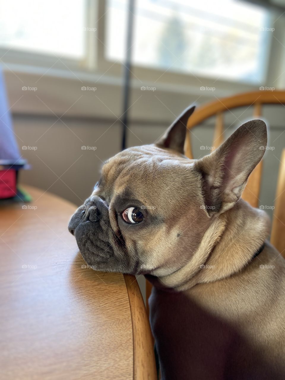 French Bulldog puppy patiently waiting for dinner with chin resting on the table. 