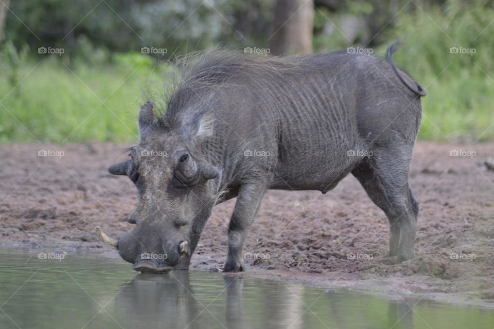 Warthog at the waterhole