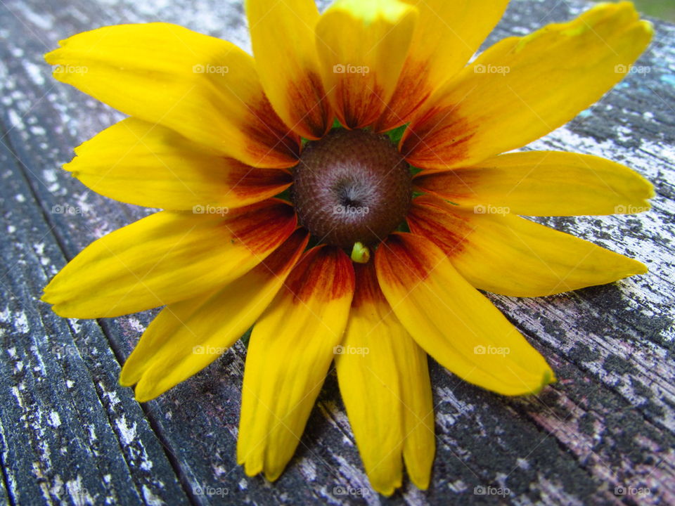 Yellow flower