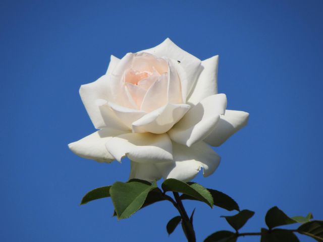 Beautiful rose flower