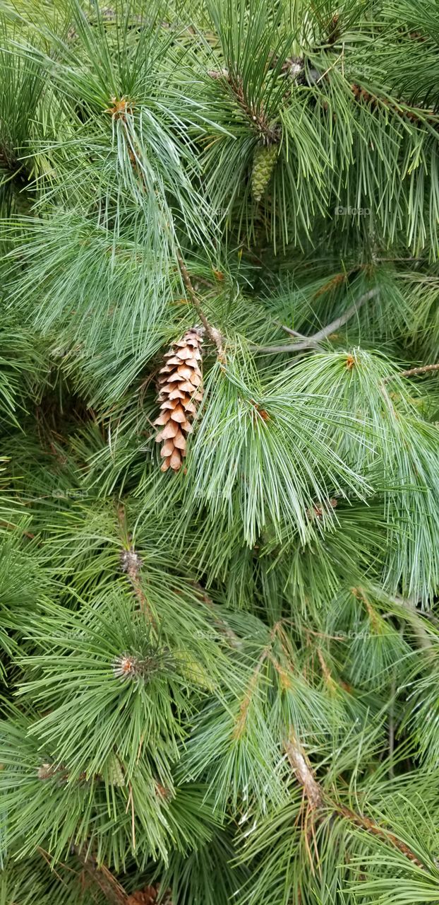 cool pine cone