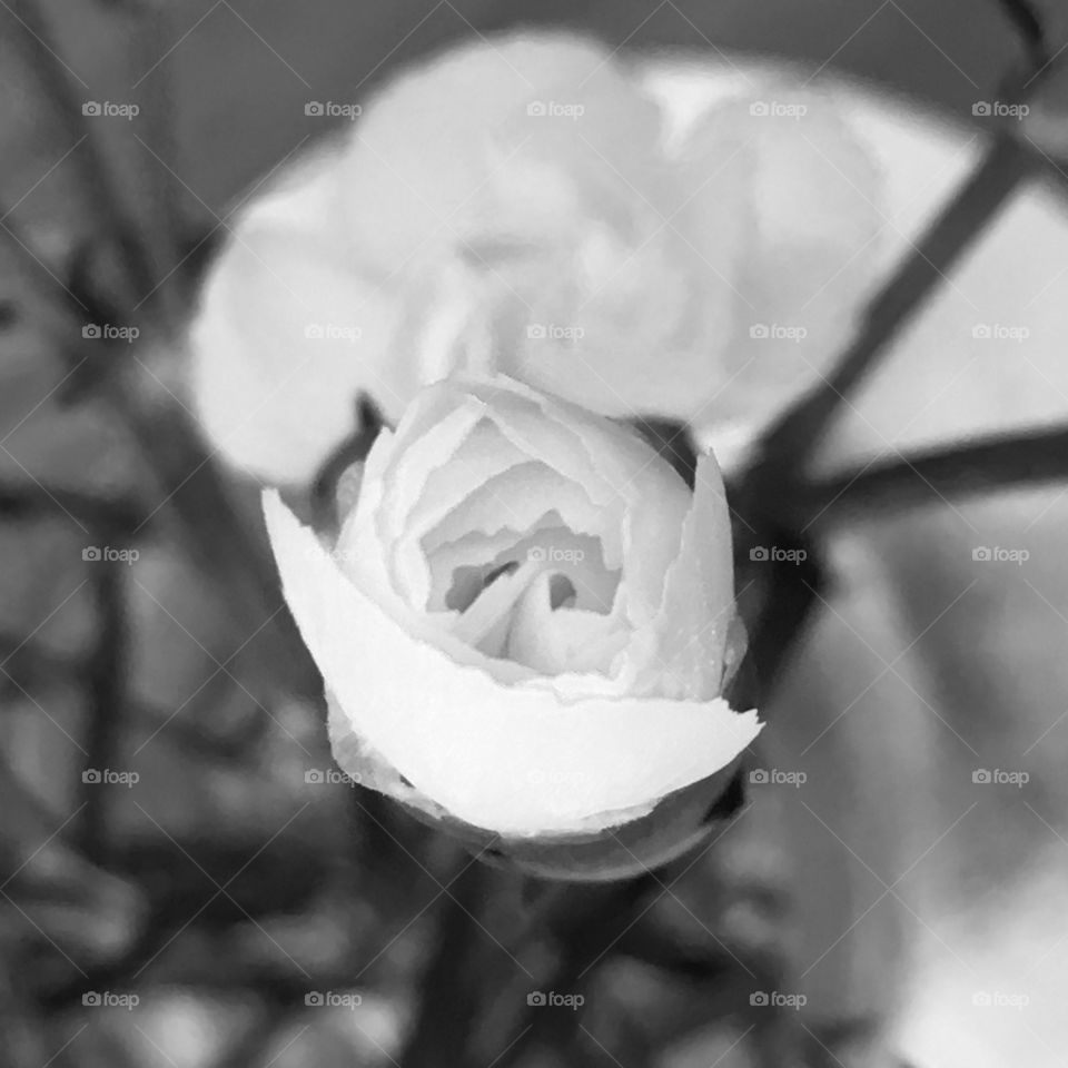 Seizing black and white design