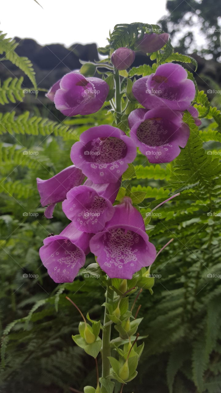 foxgloves