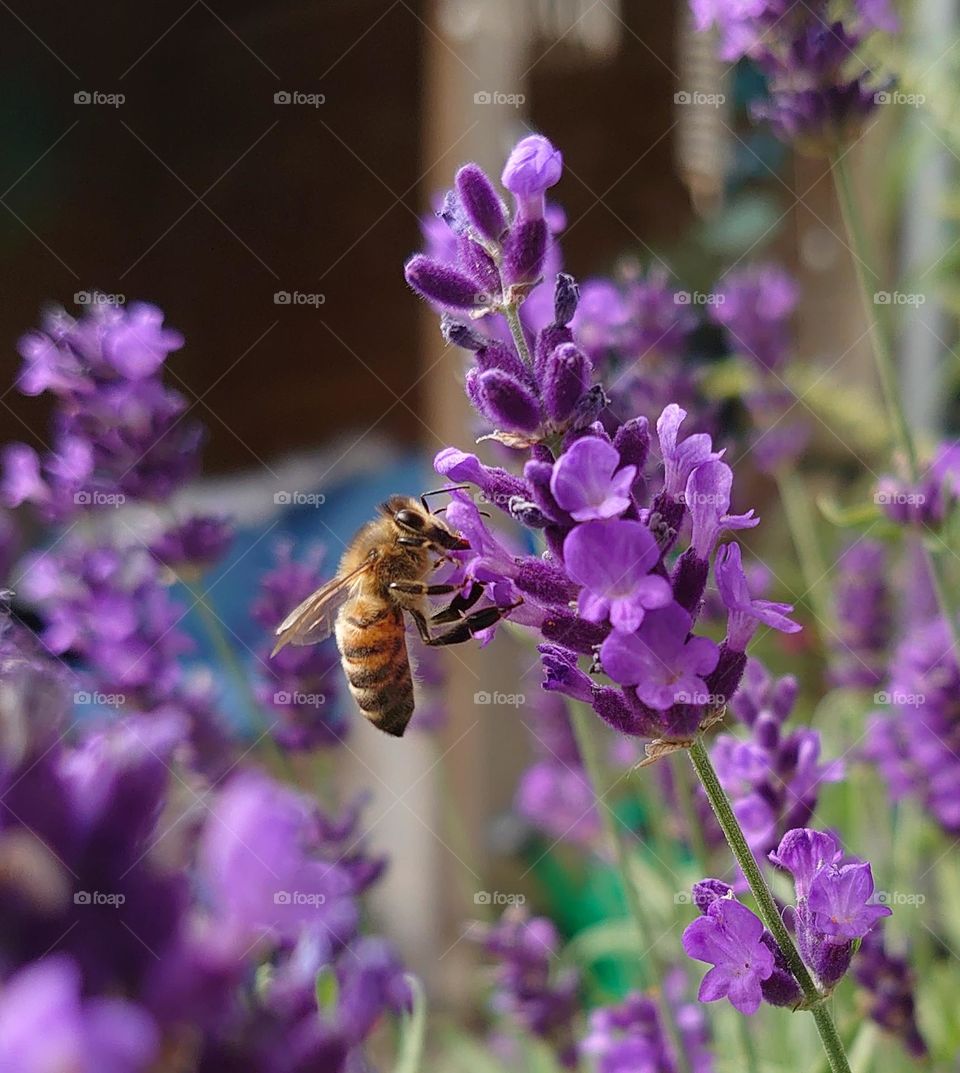 Bee at the lavender