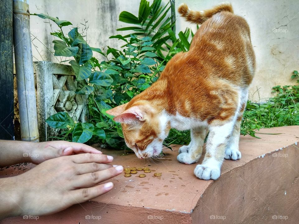 Feeding a cat