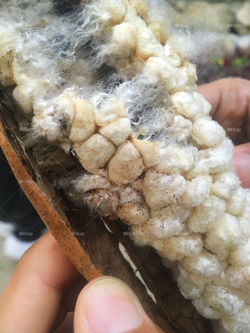 Kapok fruit 

(A kind of cotton)