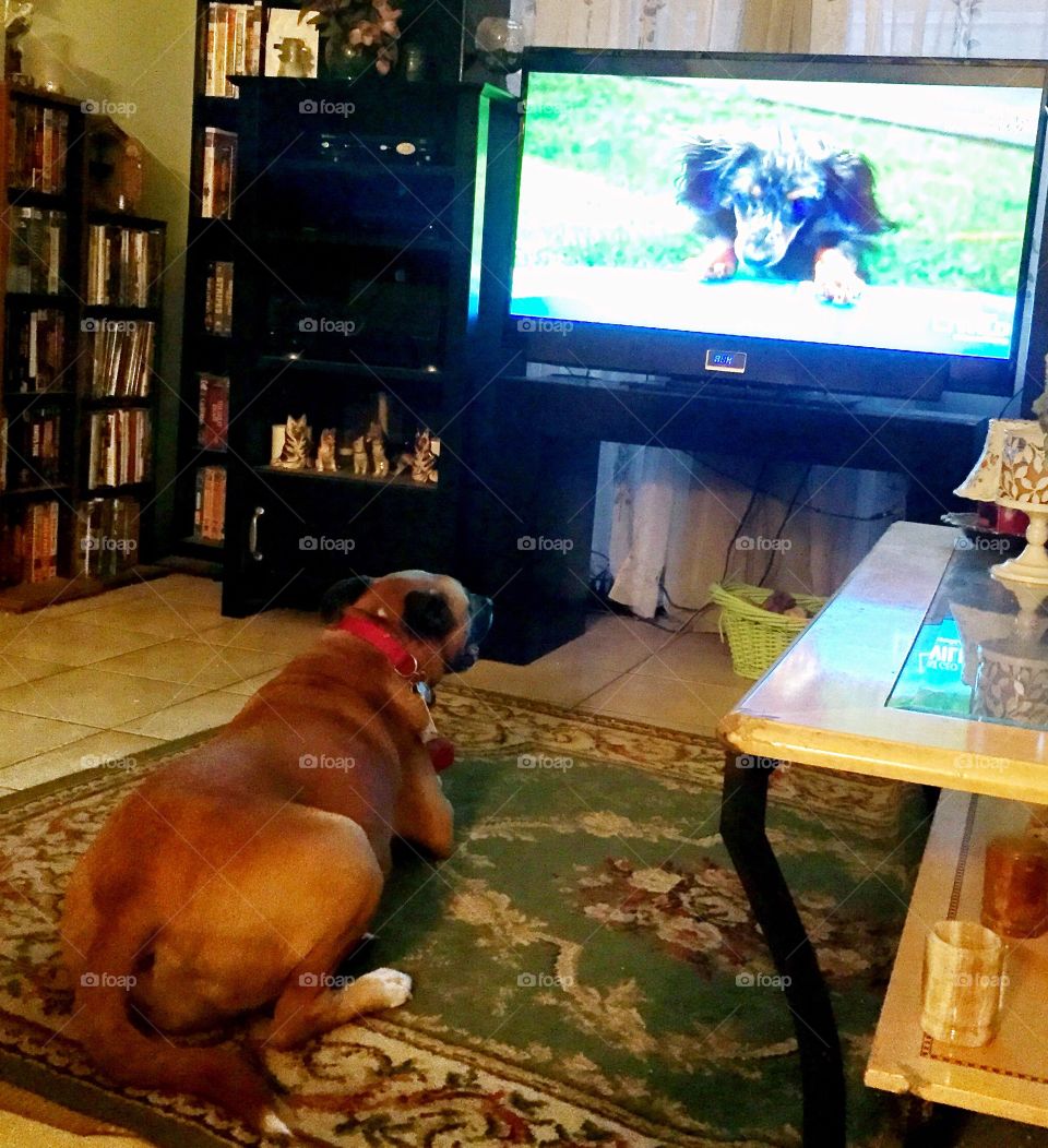 TOO HOT TO PLAY OUTSIDE. I'LL JUST WATCH ANIMAL PLANET. 