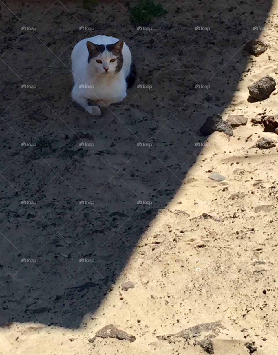 Cat in the shade