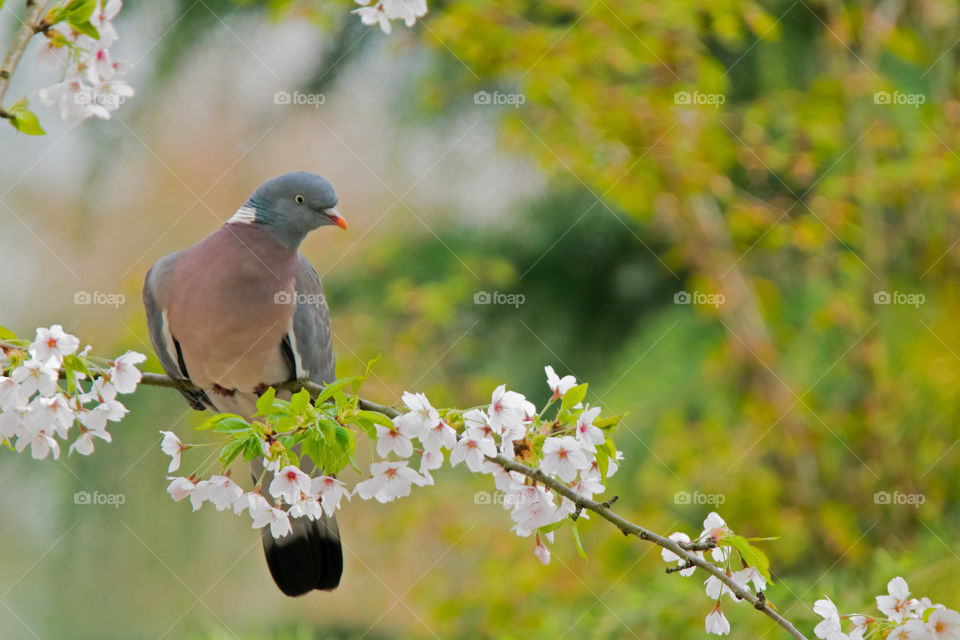 A pigeon perching on a branch with blossom flowers.