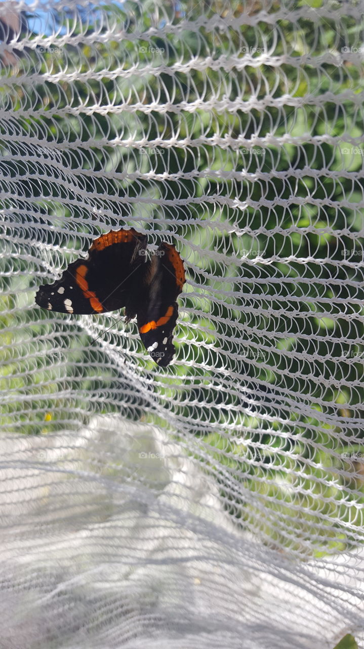 butterfly on net