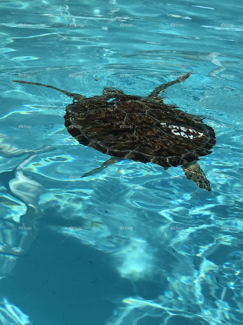 Smelly cat the turtle!!