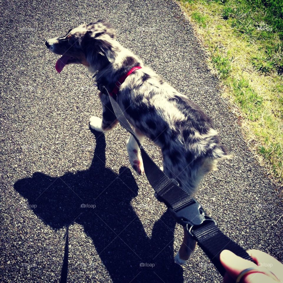 Blue Merle Australian shepherd jogging