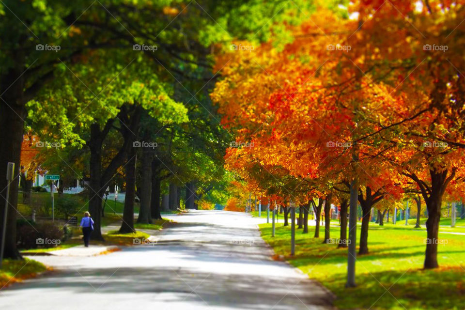 Trees Lined Road with Autumn, Fall Leaves. This beautiful, quiet road in Kansas City is lined with trees with colorful autumn leaves.
