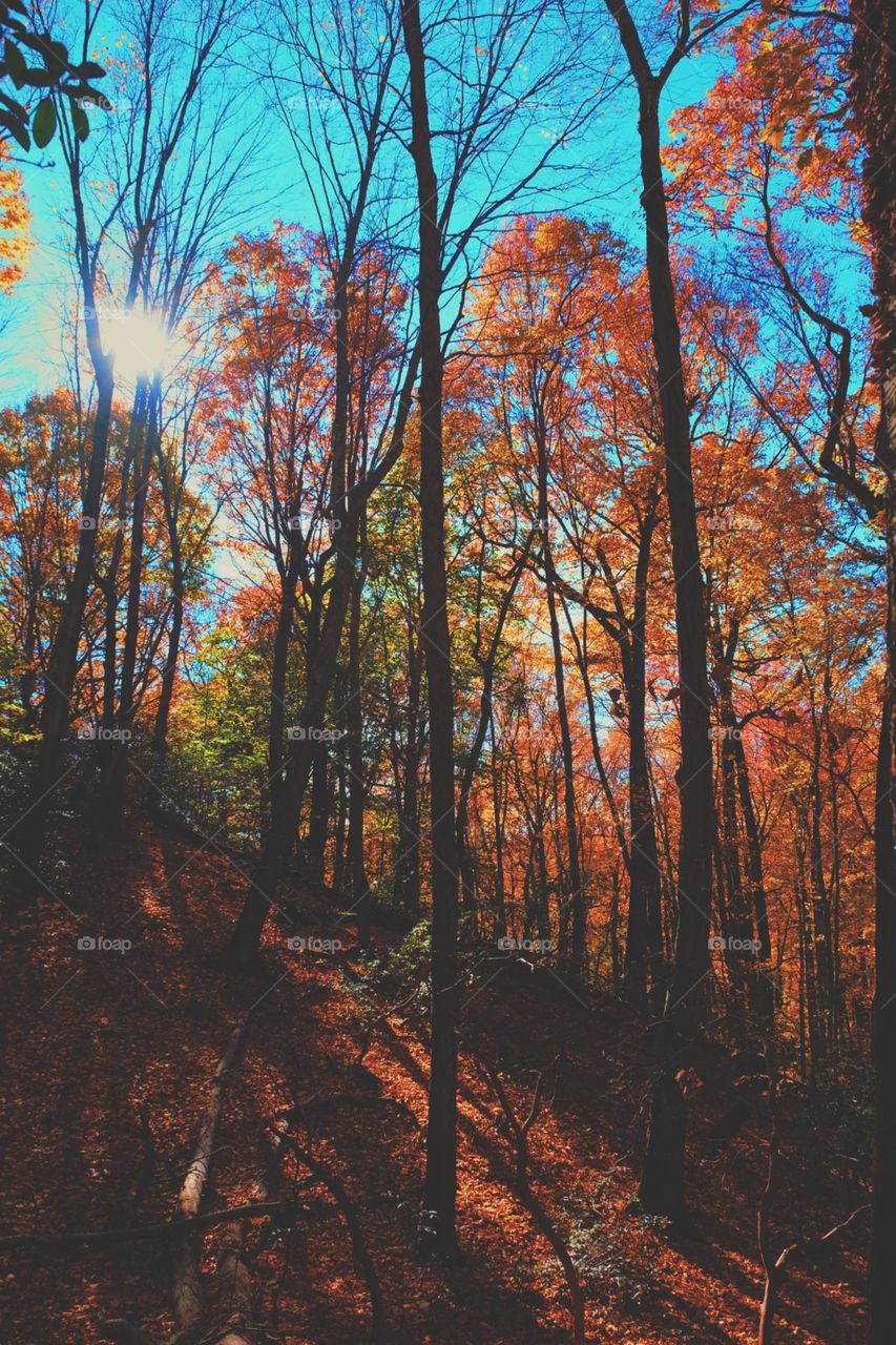 Leaves Changing Color, Forest Scene, Autumn Leaves In The Forest, Fall Colors In The Forest, Leaves Changing Color In New York, Hiking In New York, The Great Outdoors, Trees With Colorful Leaves, The Colors Of The Forest 