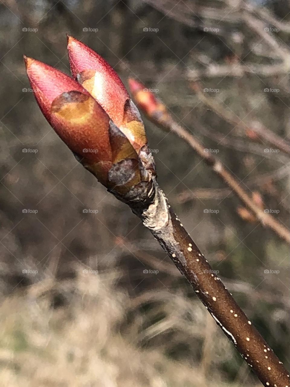 Beautiful red buds getting ready to bloom for spring here in Texas! Not sure what they are but they are sure pretty ❤️