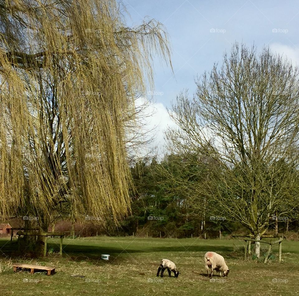 Sheep and a lamb between trees