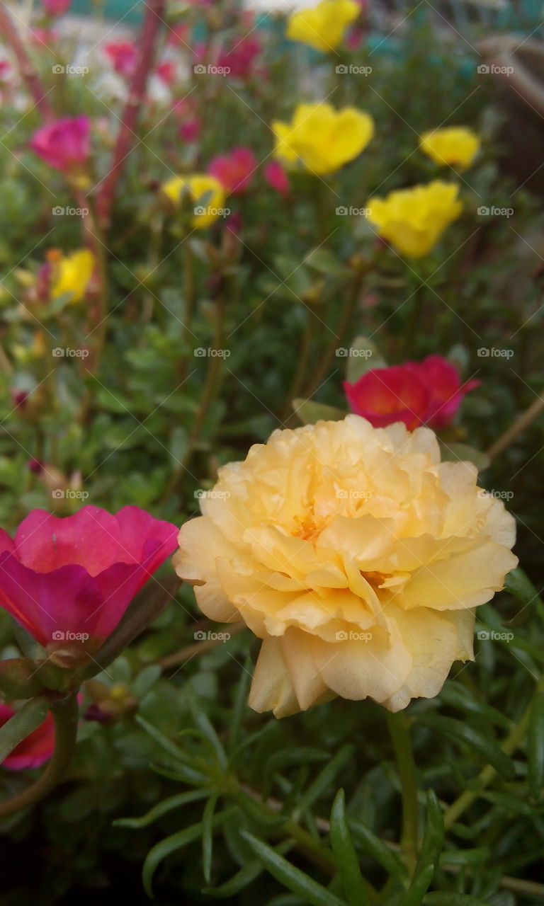 Japanese roses