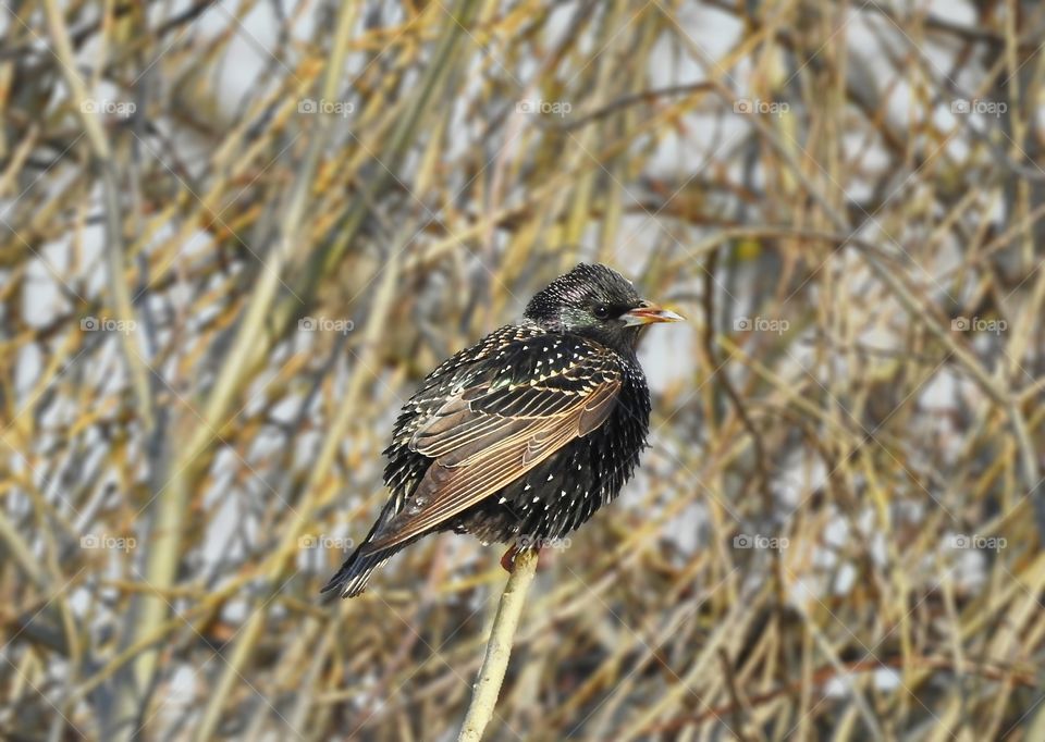 forest bird