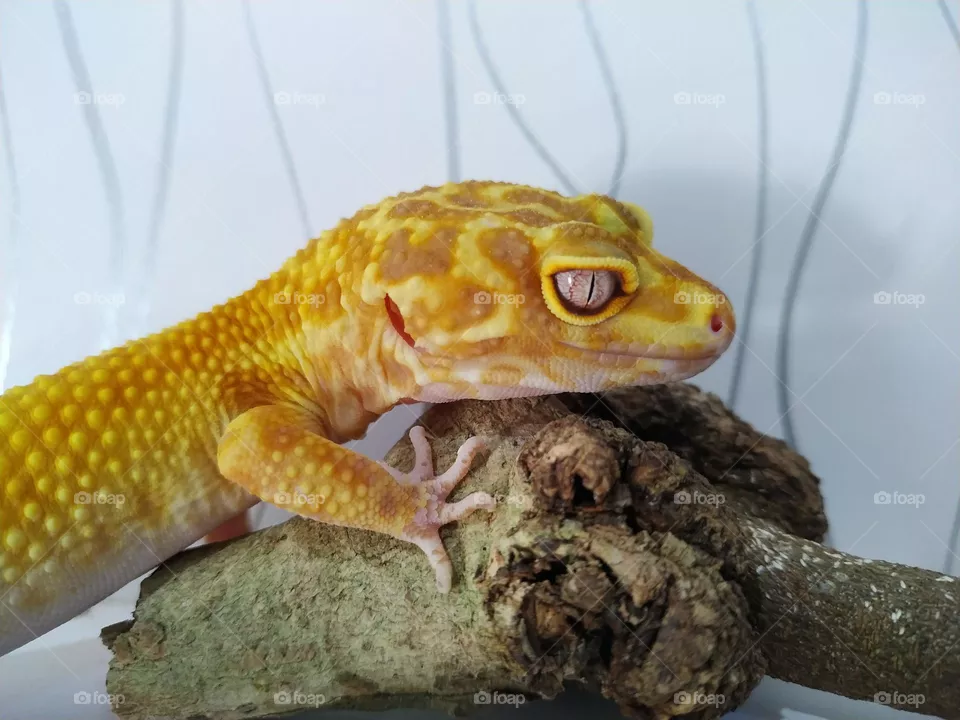 a yellow gecko
