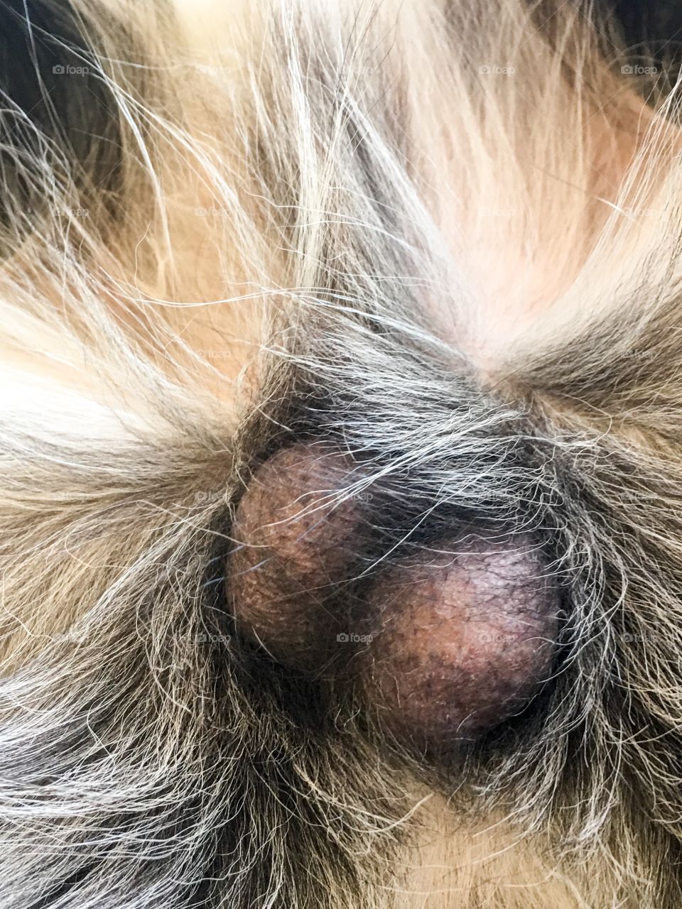 Closeup view veterinary care neuter dog testicles 