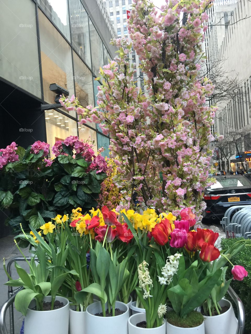 New York flowers bloom spring 