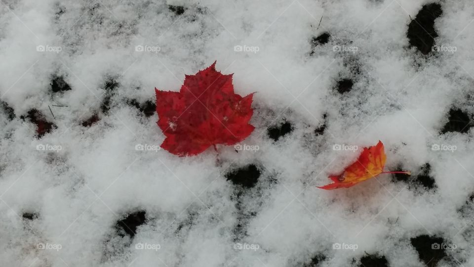 Falling Leaves in snow. Early snow leaves leaves on top of snow