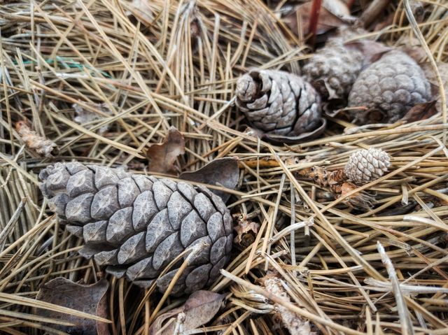 Pine cones on fallen needles.