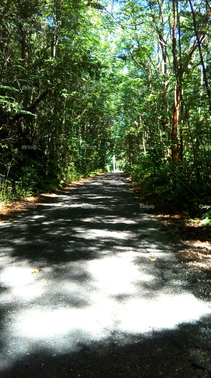 Jungle Road