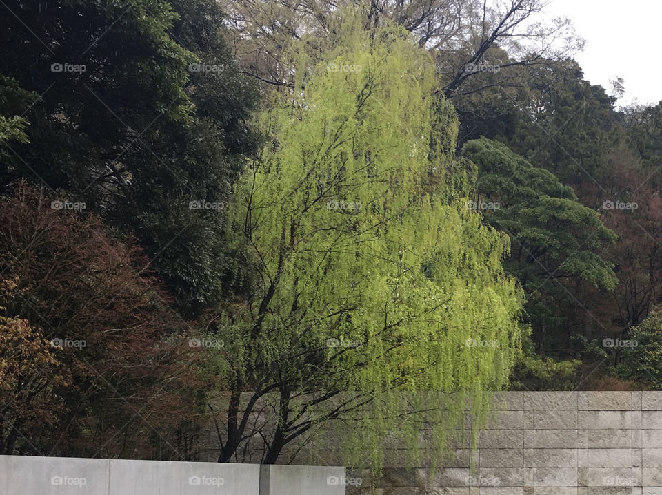 Willow and various trees around it