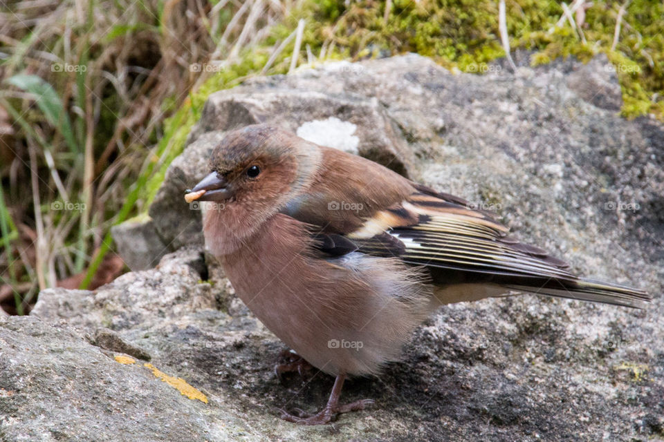 Bird eating a worm 