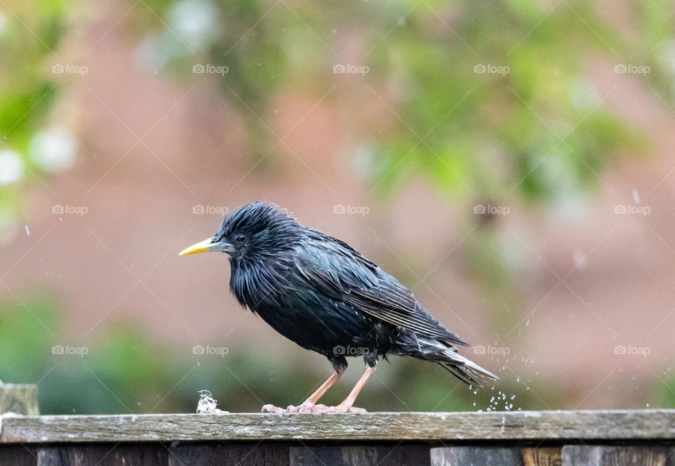 Bird in rain