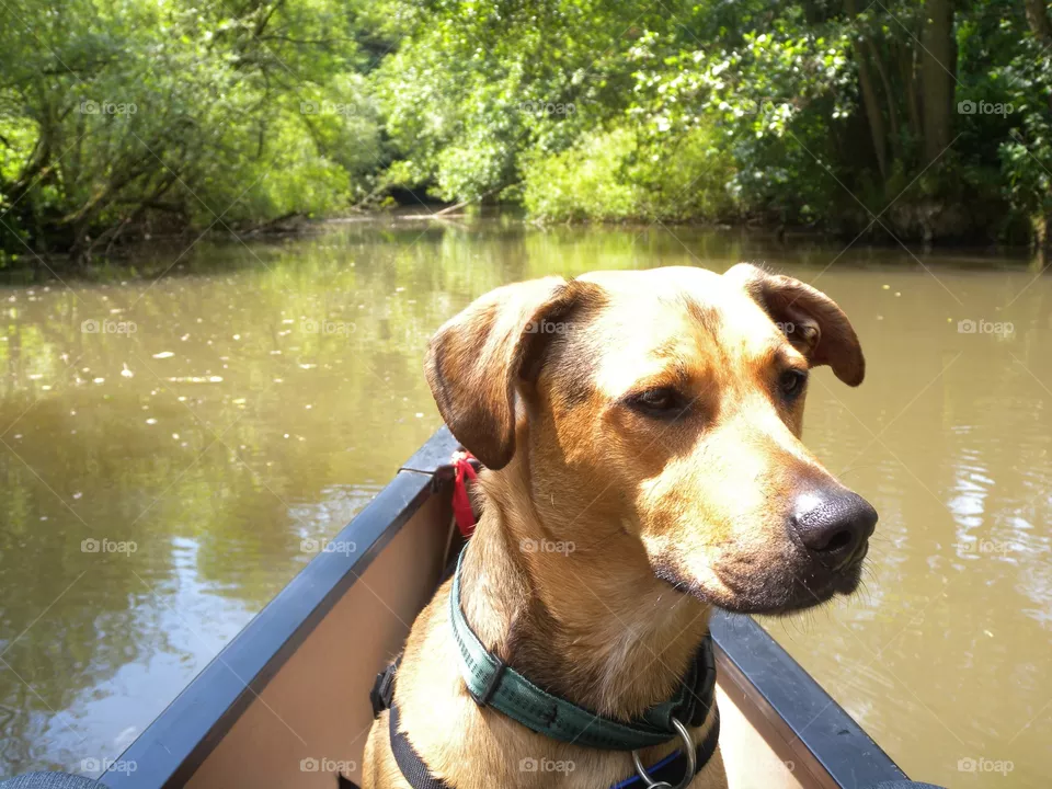 Your outdoor activities together with your dog