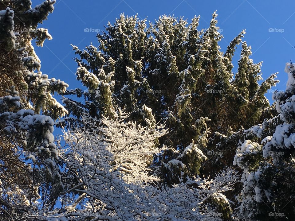 Icy trees in Connecticut