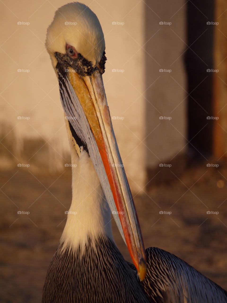 Close-up of a pelican