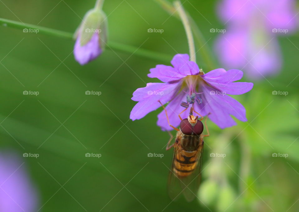 Wasp Feeding From Flower