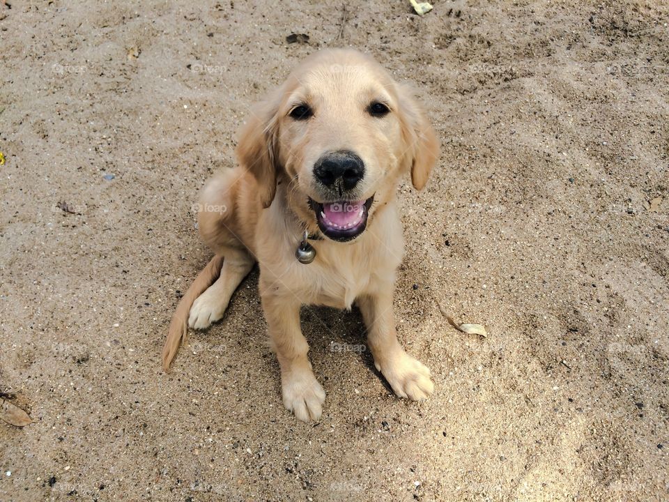 Close-up of golden retriever sitting on sand