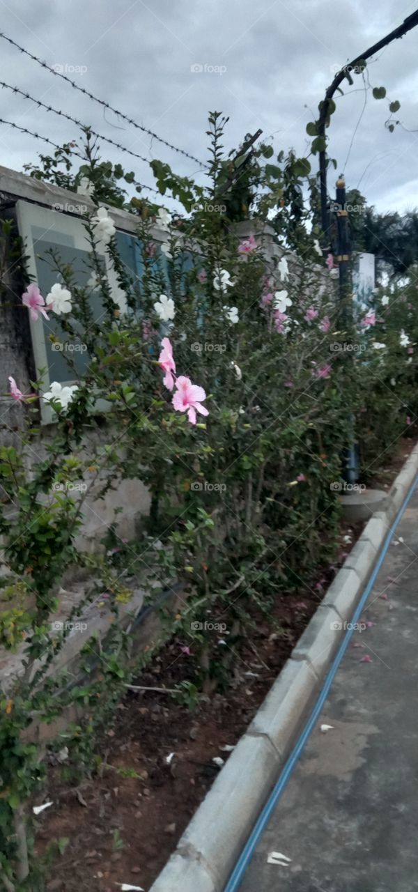 A Hibiscus Green Walk 💚🌺