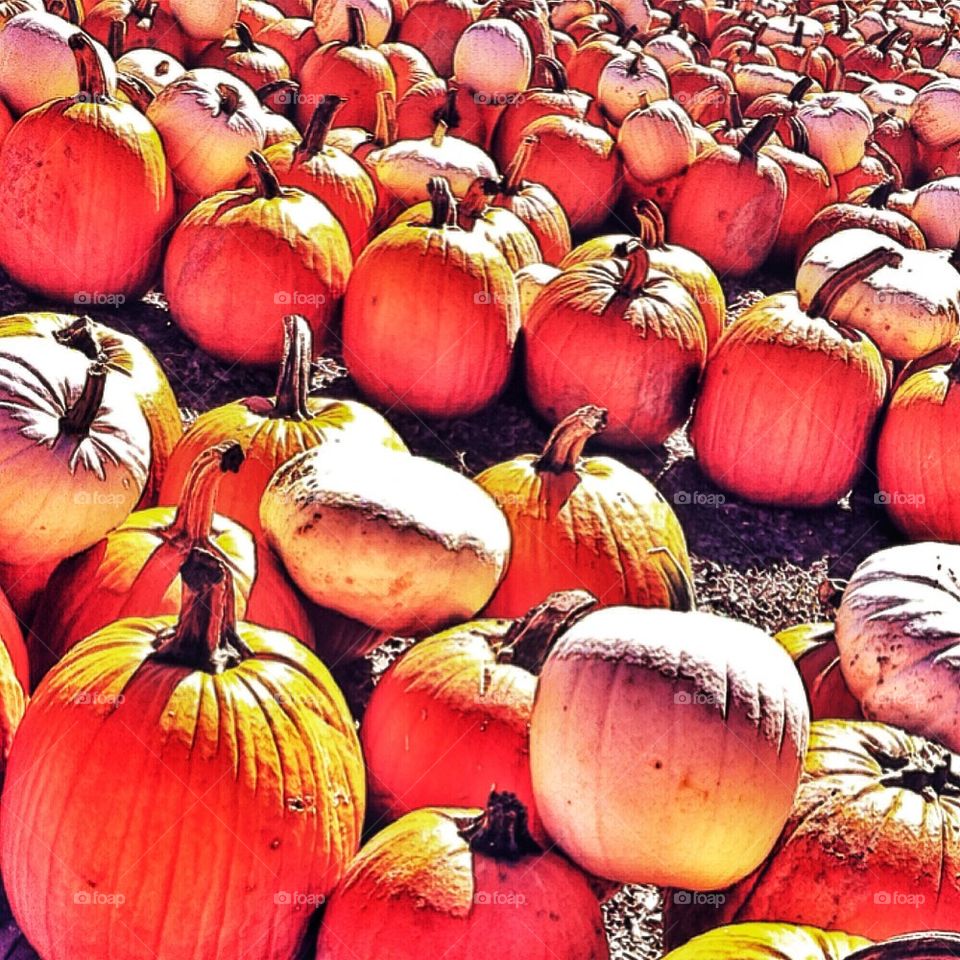 Pumpkin picking